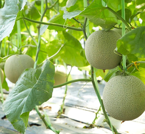 Musk Melon