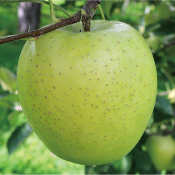 Yellow Apple (Japan)