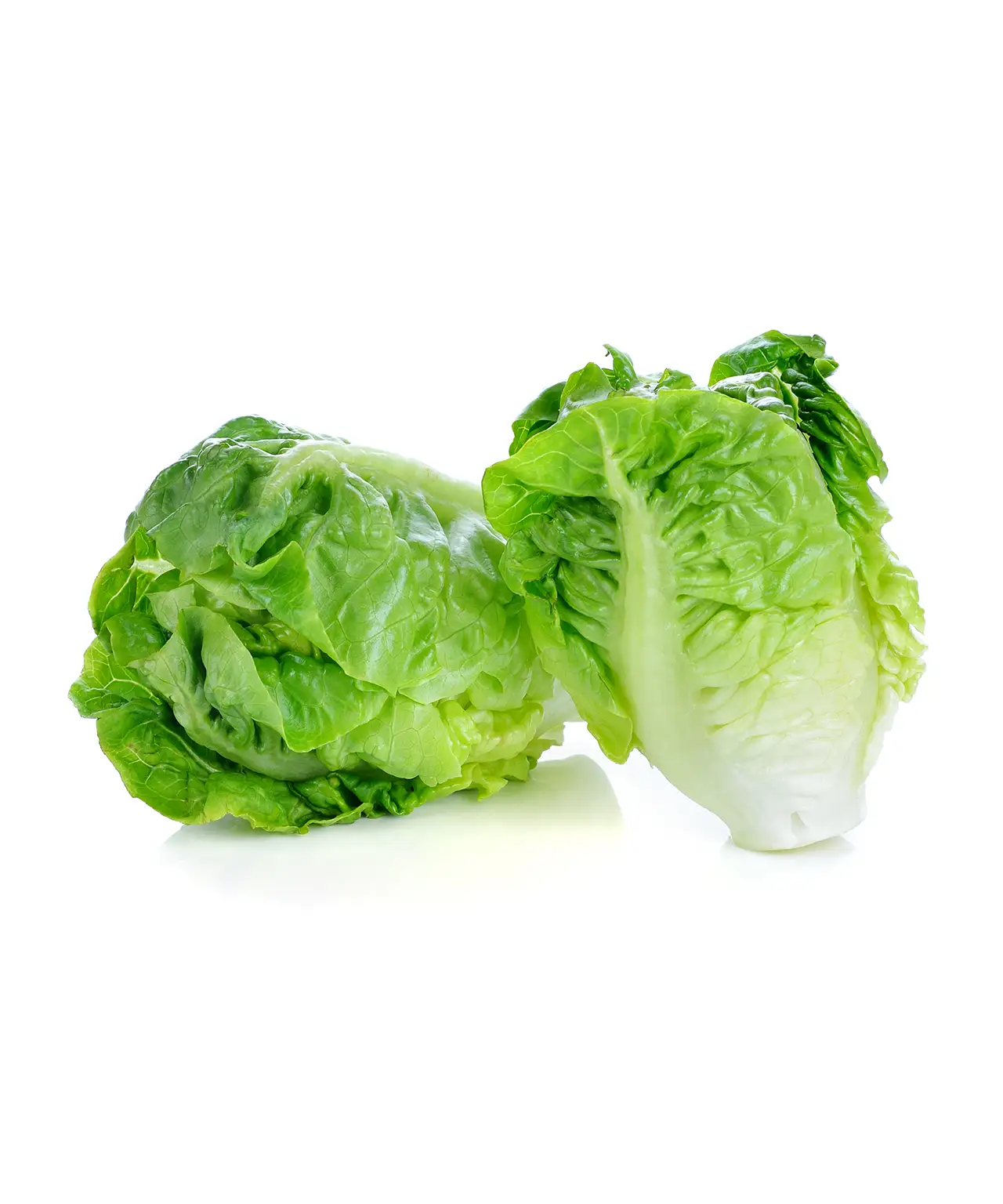 Baby Cos Lettuce Little Gem Mmmm Singapore baby-cos-lettuce-little-gem-mmmm-singapore