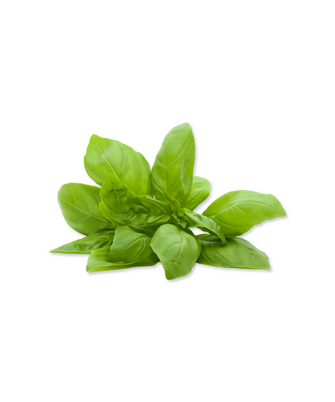 Basil | Herb