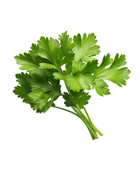 Coriander