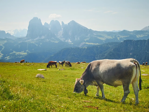 Cow Grazing - Global Reach