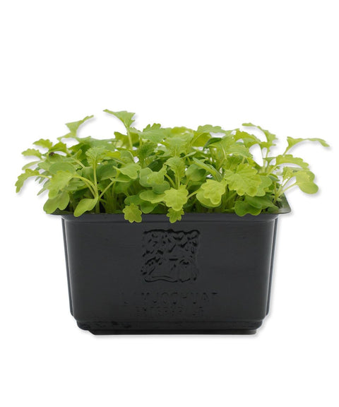 Green Mustard Cress Microgreens