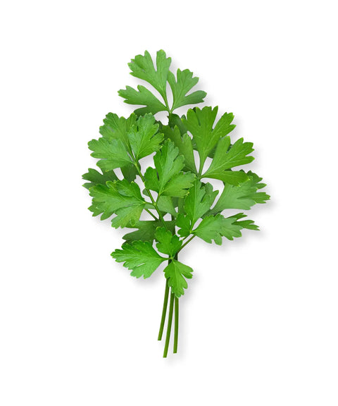 Italian Flat Parsley | Herb