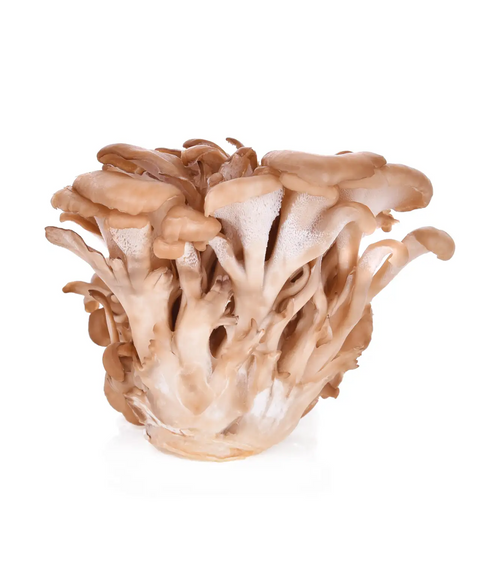 Maitaki Mushroom | Mmmm! Singapore