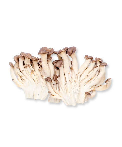 Maitaki Mushroom