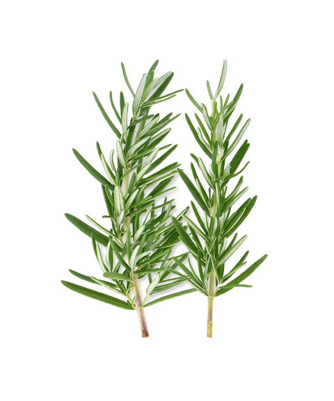 Rosemary | Herb