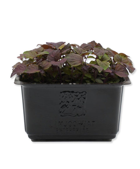 Shiso Purple Cress Microgreens