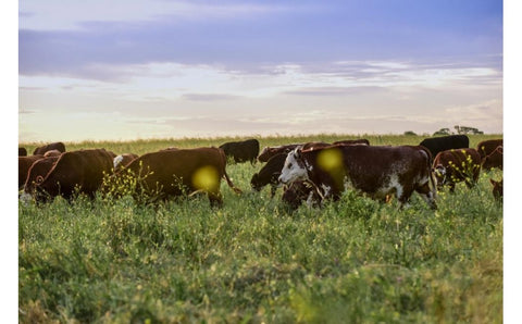 The Beef Showdown: Grass Fed vs. Grain Fed