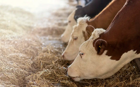 What is 150 Days Grain-Fed Beef and Why It Matters