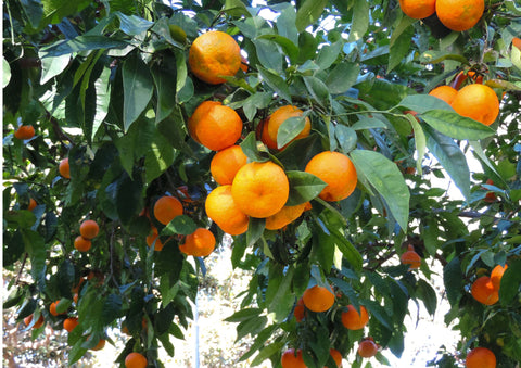 Premium Mikan Oranges (Japan) 日本みかん