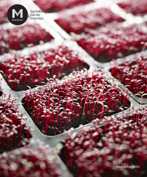 Red Garnet Amaranth Microgreens