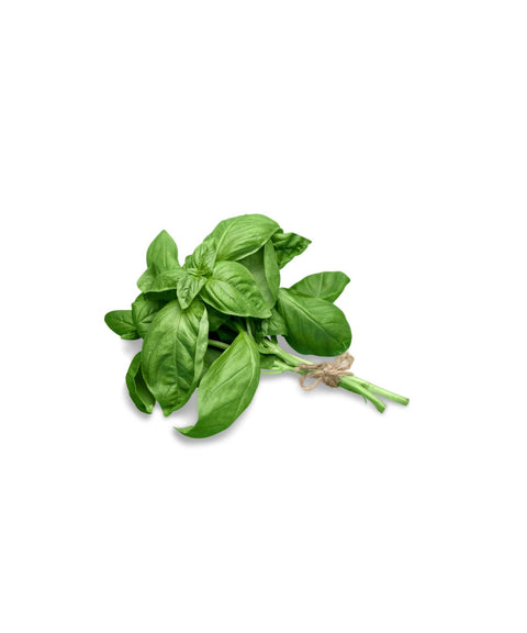 Fresh Basil Herbs