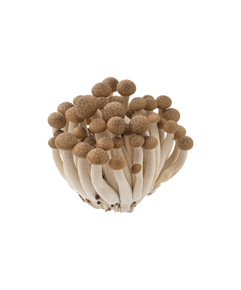 Brown Beech Mushroom