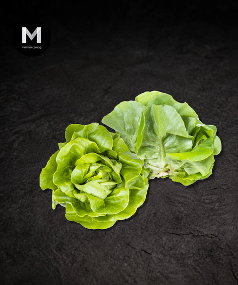 Butterhead Lettuce