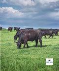 Cape Grim organic grass-fed beef from Tasmania | Mmmm Singapore
