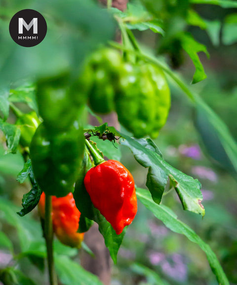 Carolina Reaper Chili Pepper