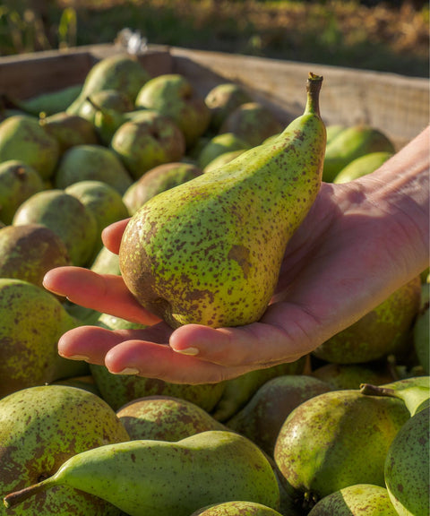 French Conference Pears (France)