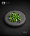 A top-down view of a pile of fresh green microgreens mix with  Red & Green Daikon Cress, Mustard Green  on a round, dark gray stone plate, set against a dark textured background. The MMMMI logo is in the top-left corner, and the text 'Spicy Piccolo Mix Microgreens' is in the bottom-right. The taste of this Cress mix is a little spicy and pairs well with Beef, Chicken or Lamb.