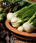 Fennel | Mmmm Singapore