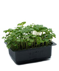 Container of young green plants on a white background