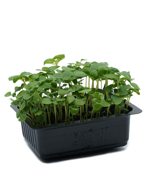 Container of young green plants on a white background