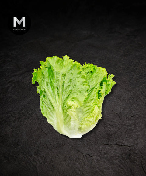 Green Coral Lettuce (1 pc)