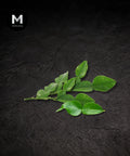 Kaffir Lime Leaf