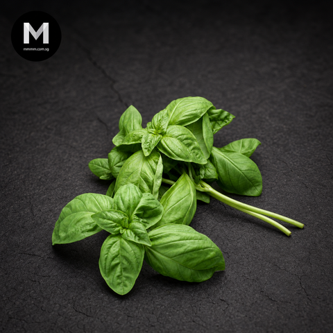 Fresh Basil Herbs