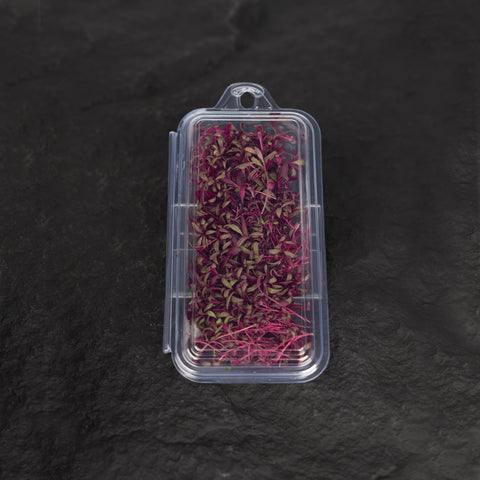 Red Garnet Amaranth Microgreens