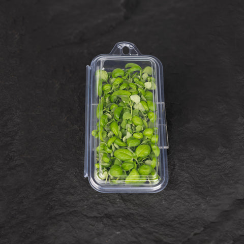 Green Basil Cress Microgreens