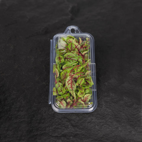 Red Vein Sorrel Cress Microgreens
