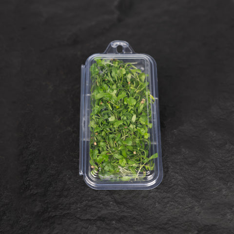 Coriander Cress Microgreens