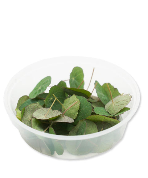 Nasturtium Cress Microgreens