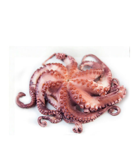 Frozen Brined & Boiled Octopus Whole