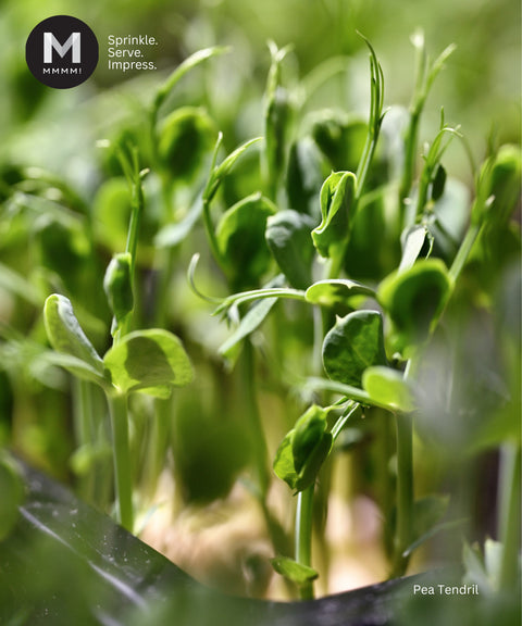 Pea Tendril Cress Microgreens