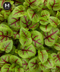 Micro leaves with Delicate Red Vein on them. Best use as elegant garnish.