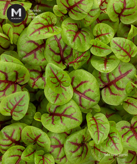 Micro leaves with Delicate Red Vein on them. Best use as elegant garnish.