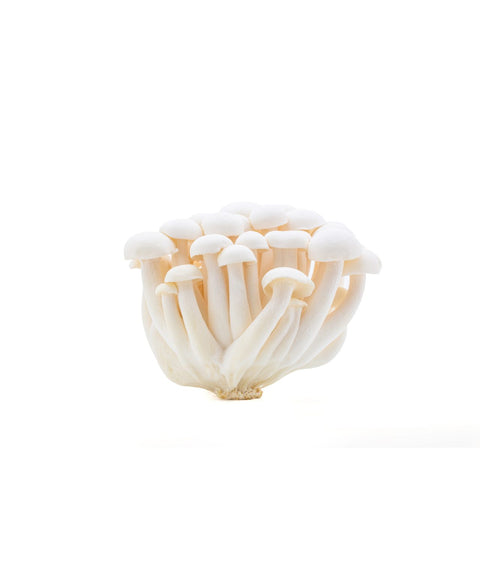 White Beech Mushroom
