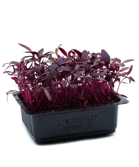 Red Garnet Amaranth Microgreens