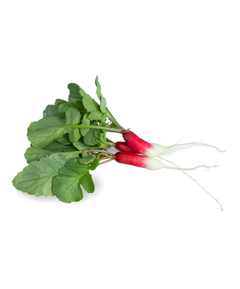 Breakfast Radish