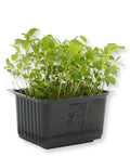 Container of broccoli cress on a white background