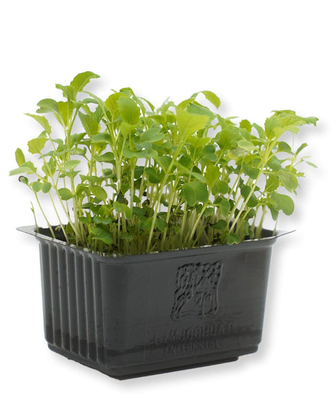 Container of broccoli cress on a white background