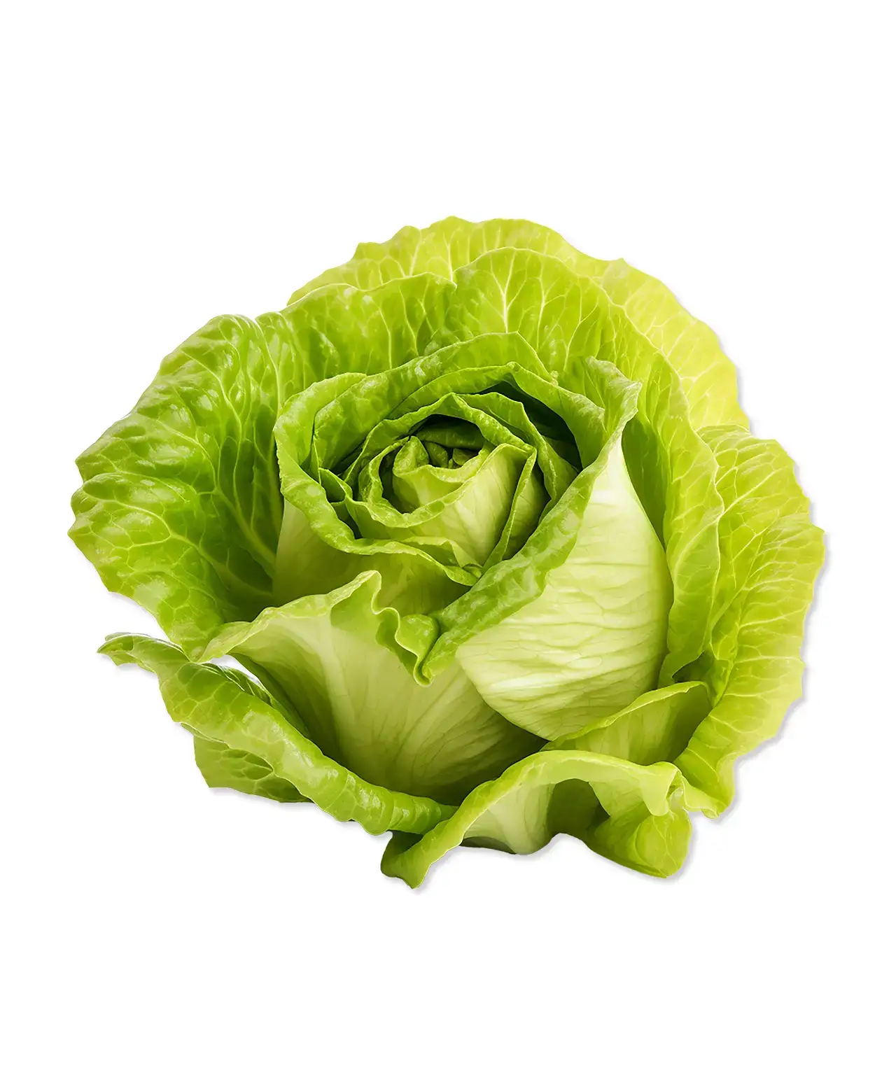 Butterhead Lettuce | Mmmm! Singapore