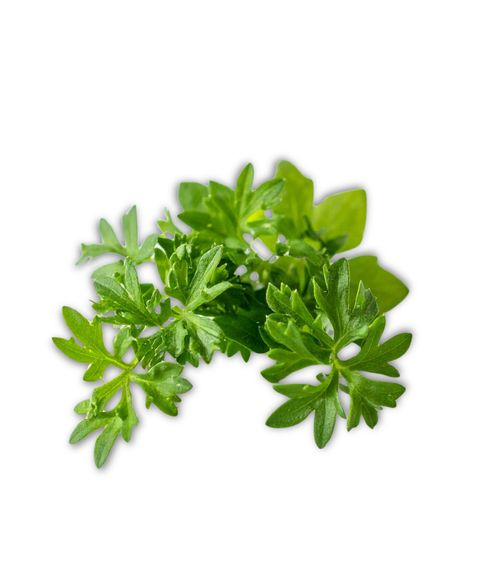 Fresh Chervil 20g
