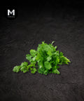 Fresh coriander leaves on a black background