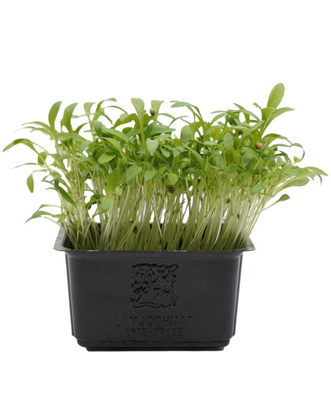 Coriander Cress Microgreens