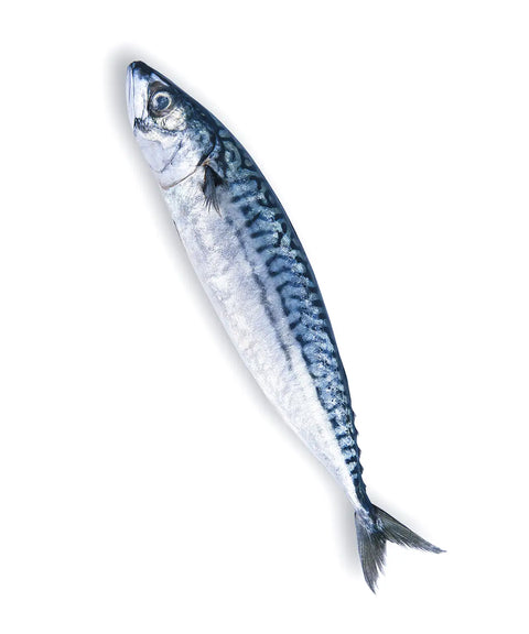 Saba Fish