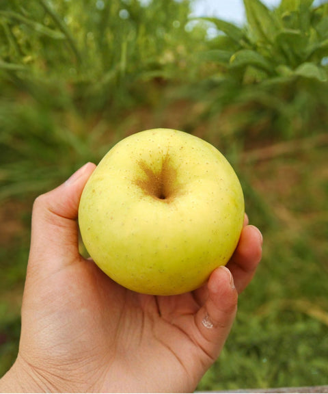 Golden Apple (France)