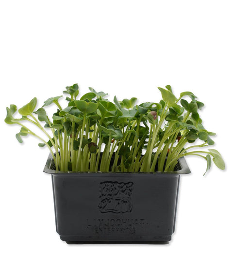 Green Daikon Cress Microgreens